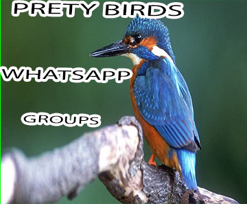 PRETTY BIRDS WHATSAPP GROUPS's LINKS