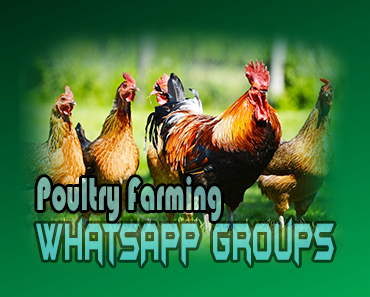 Poultry Farming WhatsApp group