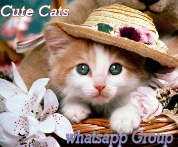 Cute Cats Whatsapp Group